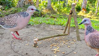 Easy Way to Bird trap from natural garden [upl. by Ube79]