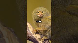 Adorable Pygmy Marmoset Tiny Wonders Pygmywildlifefacts CuteAnimals [upl. by Yramanna]