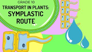 SYMPLASTIC ROUTE  Transport of water in plants via the cell cytoplasm [upl. by Tahp15]