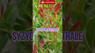 Syzygium australesyzygium australe plantRinkutimevlogshortshortsviralflower [upl. by Lubin]