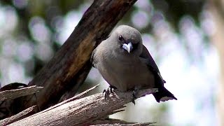 Dusky Woodswallow Artamus cyanopterus [upl. by Livi]