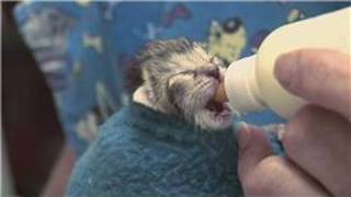 Kitten amp Cat Care  How to Raise JustBorn Kittens [upl. by Alba]