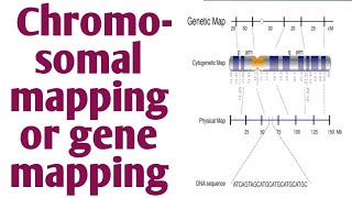 Gene mappingchromosomal mapping [upl. by Atsylac]