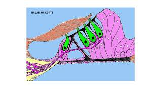 cochlea and physiology of hearing [upl. by Rosenblast]