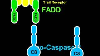 Apoptosis and Caspase8 Rate My Science [upl. by Eelyah]