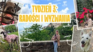 Trzeci tydzień razem  szkolenie szczeniaka spacery wycieczki  Charcik włoski [upl. by Redliw]