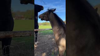 Horse Play Fighting horse horses animals [upl. by Esille]