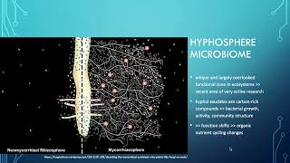 Lesson 44  AMF hyphosphere microbiome hyphobiome [upl. by Flower]