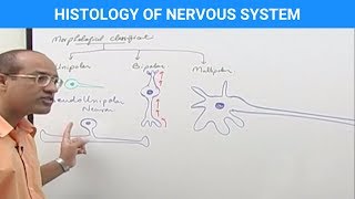 Histology of the Nervous System [upl. by Notsirk]