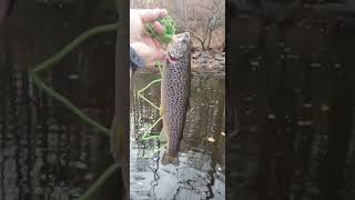 Trout Fishing Pennsylvania Fall Season 2024 [upl. by Sile]