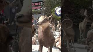 Turkish police seizes more than 200 taxidermy animals and trophies in Istanbul [upl. by Atram]