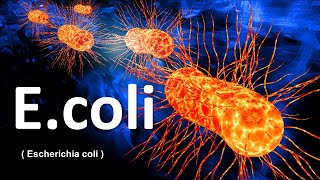 E coli  Escherichia coli   e coli bacteria in hindi  e coli microbiology [upl. by Sillig]