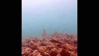 Coral City Camera  Yellowtail Parrotfish Joust  1424 [upl. by Gaddi]