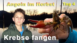 Krebse fangen beim Angeln im Herbst  Angeln mit Köderfisch  Signalkrebse fangen im Fluss [upl. by Hembree524]