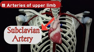 Subclavian Artery Anatomy  Origin and Branches  Upper limb Arteries  Doctor Speedy [upl. by Lupien915]