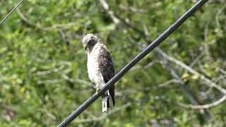 2024 Broadwinged Hawk [upl. by Isleen964]