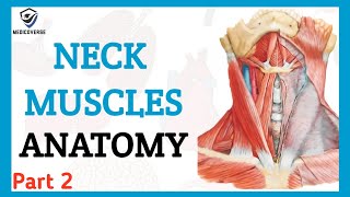 NECK MUSCLES ANATOMY  ORIGIN INSERTION AND ACTION  INFRAHYOID MUSCLES PART 2 [upl. by Elbert445]