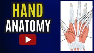 Hand AnatomyBones of HandMuscles of HandNerve supply of Hand hand anatomy bones muscles yt [upl. by Nugesulo730]