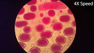 Osmosis in Onion Cells [upl. by Ajnat]