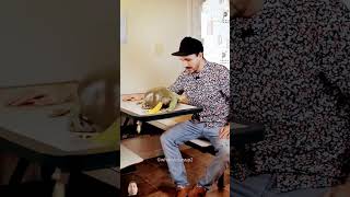 This Frog Big Celebrity reptiles pets shorts shortsfeed [upl. by Nayab]