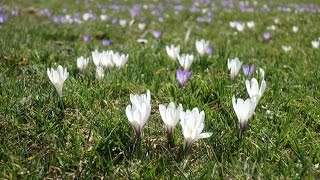 Heuberg Euzenautal Krokusblüte 2017 [upl. by Pettit]