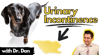 Urinary Incontinence in the dog How your veterinarian may treat your dog [upl. by Jacobina]