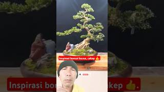 inspirasi bonsai buxus cantik istimewa cakep 👍bonsaibuxsus bonsaitree [upl. by Anertac]