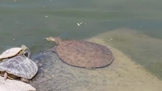 Eastern Spiny Softshell Turtle Pancake Turtle [upl. by Mirabella]