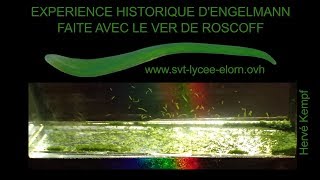 Ver de Roscoff  Expérience historique dEngelmann SVT Hervé Kempf lycée de lElorn [upl. by Sholom]