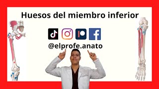 Huesos del miembro inferior elprofedeanato anatomia huesos miembro medicina estudiantes 2023 [upl. by Nonez]