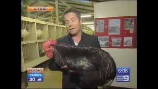 Big Black Chicken Scares Australian Reporter [upl. by Annaeiluj]