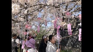 Discover Chinas 2024 cherry blossom season [upl. by Innor]