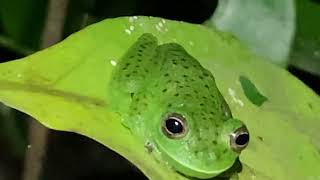 Cochranella granulosa  Rana de vidrio granulosa  Granular glass frog [upl. by Treborsemaj]