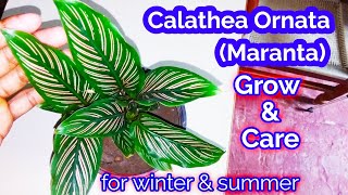 Care of Calathea Ornata indoor plant in hindiHow to GrowCare Indoor Plants in summerin winter [upl. by Anole]