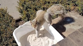 Squirrels reactions to chinchilla dust bath [upl. by Arria]