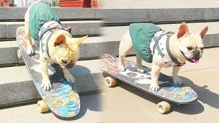 Dog Skateboard Challenge🐾🛹The dog is so cool playing skateboardfunny dog [upl. by Dasteel547]