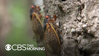 Cicada invasion takes over neighborhoods as insects move into trees and onto plates [upl. by Paul]