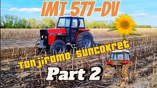 IMT 577DVTest tanjirace u suncokretu part 2tanjiranje suncokretaimt577dv farming foryou [upl. by Earley]