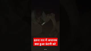 इतना रात में अचानक क्या हुआ ऊंटनी को  camel beby saudiarabia shortsfeed sad life [upl. by Kennard]