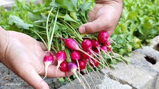 Growing Radishes from Sowing to Harvest in 20 days  gardening idea [upl. by Chasse]