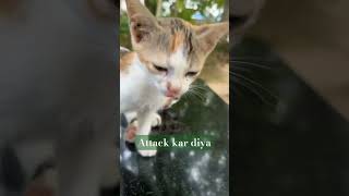 animals cats goodgirls shortsvideo bhojpuri music love reels [upl. by Sink]