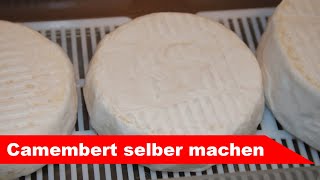 🧀 Camembert selber machen 🧀 einfacher Weißschimmelkäse  Käse selber machen  Alles Käse [upl. by Cointon]