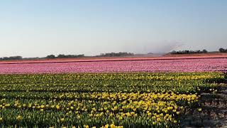 Tulpenblüte Holland [upl. by Bacon]