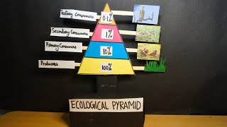 Ecological Pyramids in Ecosystem project model  Food Pyramid model  Exhibition model for school [upl. by Oeak]