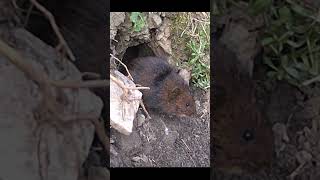 Water Vole UK Arvicola amphibius wildlife rarewildlife endangeredspecies [upl. by Leiva]