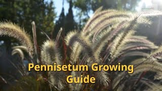 Pennisetum Growing Guide Fountain Grass by GardenersHQ [upl. by Fabron]