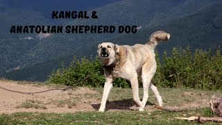 The History of the Kangal amp Anatolian Shepherd Dog [upl. by Yvan]