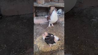 Best🕊 breeding tips 👌 😃youtubeshorts pigeon kabutar minivlog petsvlog shorts [upl. by Mukund418]