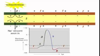 zenuwstelsel  hyperpolarisatie [upl. by Anirad]