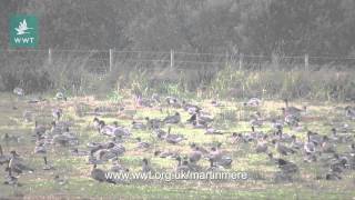 20000 Pinkfooted geese at WWT Martin Mere September 2013 [upl. by Yajet620]